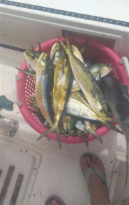Boat captain mahi mahi fishing in Panama City Beach, FL